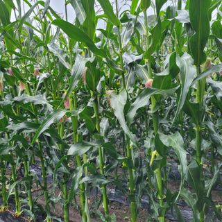 서녕영더기님의 시금치 · 영농일지 작성글 사진