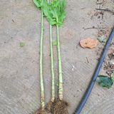 팜모닝 자유주제·자유게시판 게시글 이미지