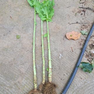 서녕영더기님의 자유주제 · 자유게시판 작성글 사진