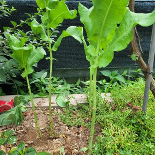 서녕영더기님의 자유주제 · 자유게시판 작성글 사진