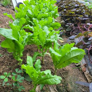 서녕영더기님의 자유주제 · 자유게시판 작성글 사진