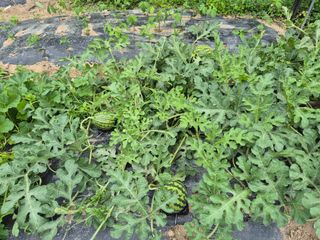 김종열님의 👩🏻‍🌾7월 농작업 계획 · 참여글 작성글 사진