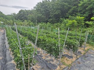 김종열님의 👩🏻‍🌾7월 농작업 계획 · 참여글 작성글 사진