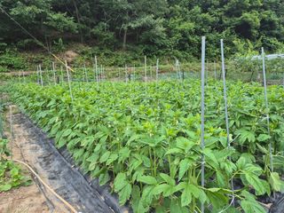 김종열님의 👩🏻‍🌾7월 농작업 계획 · 참여글 작성글 사진