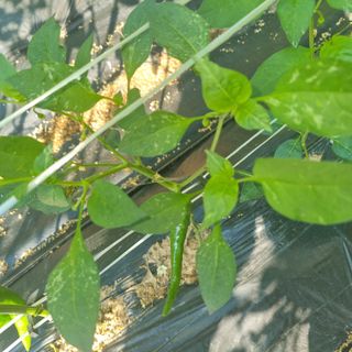 김성각님의 고추 · 병해충상담 작성글 사진