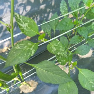 김성각님의 고추 · 병해충상담 작성글 사진