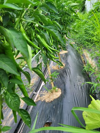 원탑님의 👩🏻‍🌾7월 농작업 계획 · 참여글 작성글 사진