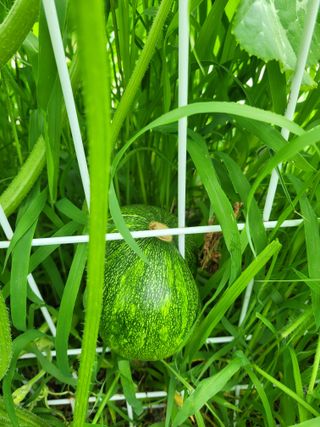 원탑님의 👩🏻‍🌾7월 농작업 계획 · 참여글 작성글 사진