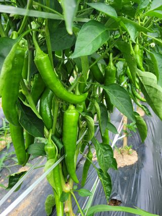 원탑님의 👩🏻‍🌾7월 농작업 계획 · 참여글 작성글 사진