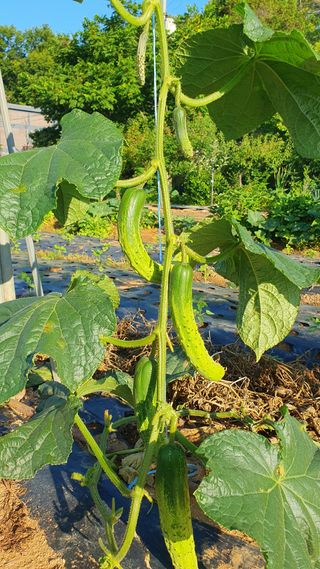 윤병진(艾香農園)님의 자유주제 · 자유게시판 작성글 사진