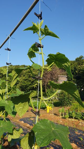 윤병진(艾香農園)님의 자유주제 · 자유게시판 작성글 사진