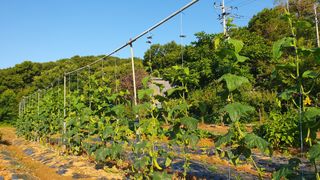 윤병진(艾香農園)님의 자유주제 · 자유게시판 작성글 사진