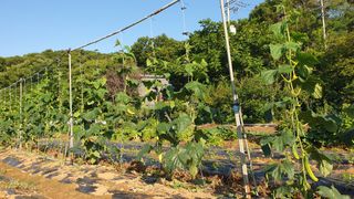 윤병진(艾香農園)님의 자유주제 · 자유게시판 작성글 사진