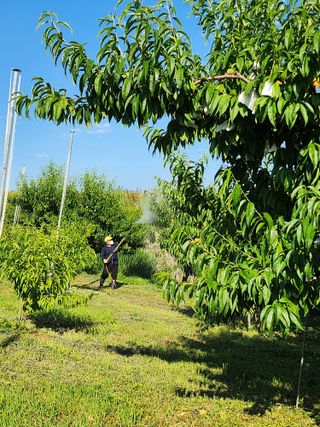 박유순님의 복숭아 · 영농일지 작성글 사진