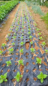 팜모닝 자유주제·자유게시판 게시글 이미지