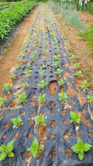 윤병진(艾香農園)님의 자유주제 · 자유게시판 작성글 사진
