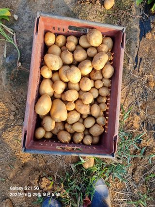 무봉농장(기북)님의 감자 · 영농일지 작성글 사진