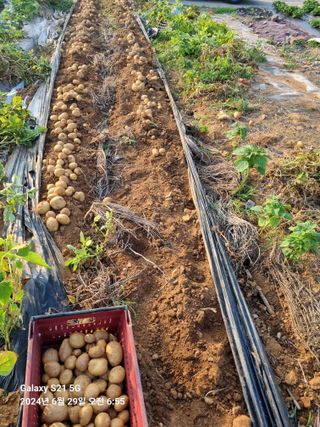 무봉농장(기북)님의 감자 · 영농일지 작성글 사진