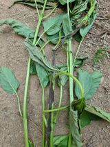 팜모닝 농사, 무엇이든 물어보세요!·참여글 게시글 이미지