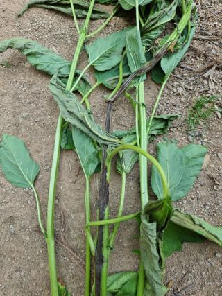 소부랄님의 농사, 무엇이든 물어보세요! · 참여글 작성글 사진