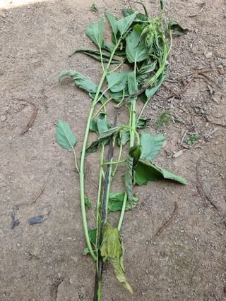 소부랄님의 농사, 무엇이든 물어보세요! · 참여글 작성글 사진