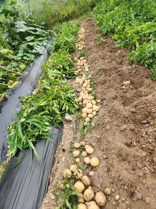 서석면님의 감자 · 영농일지 작성글 사진