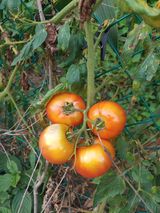 팜모닝 자유주제·자유게시판 게시글 이미지