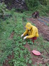 팜모닝 들깨·영농일지 게시글 이미지