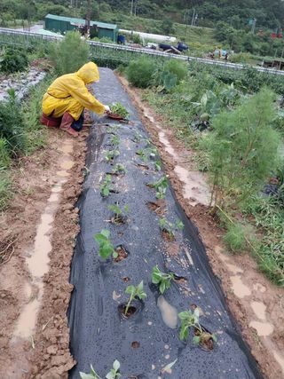 구정남님의 들깨 · 영농일지 작성글 사진