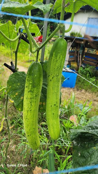 회야농원(정창규)님의 복숭아 · 영농일지 작성글 사진