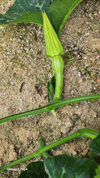 회야농원(정창규)님의 복숭아 · 영농일지 작성글 사진