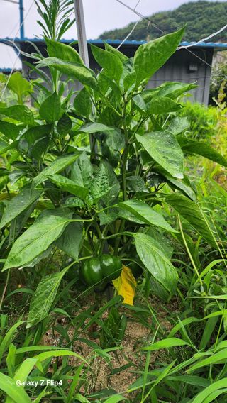 회야농원(정창규)님의 복숭아 · 영농일지 작성글 사진