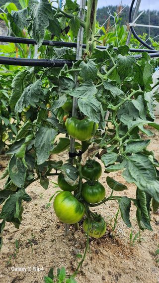 회야농원(정창규)님의 복숭아 · 영농일지 작성글 사진