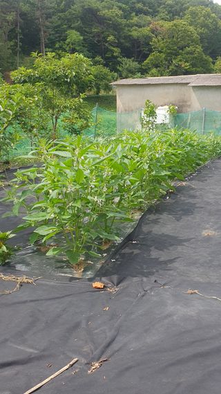 오다가다님의 참깨 · 영농일지 작성글 사진