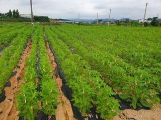 엄기덕님의 참깨 · 영농일지 작성글 사진