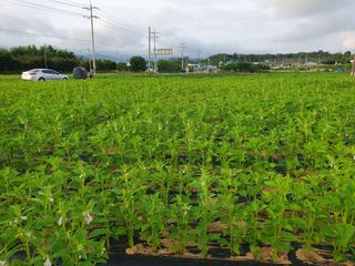 엄기덕님의 참깨 · 영농일지 작성글 사진