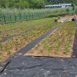 윤성근님의 기타작물 · 영농일지 작성글 사진