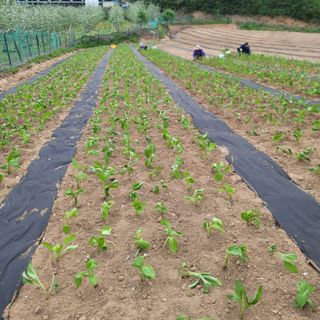 윤성근님의 기타작물 · 영농일지 작성글 사진