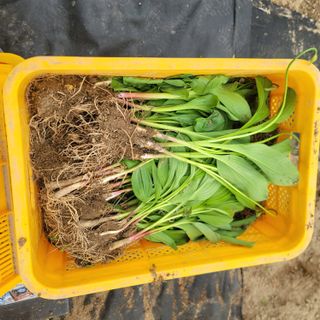 윤성근님의 기타작물 · 영농일지 작성글 사진