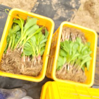 윤성근님의 기타작물 · 영농일지 작성글 사진