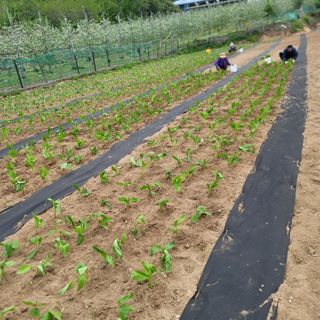 윤성근님의 기타작물 · 영농일지 작성글 사진