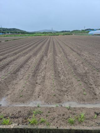 송광만님의 들깨 · 자유게시판 작성글 사진