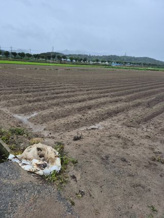 송광만님의 들깨 · 자유게시판 작성글 사진