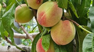 강원송이님의 자두 · 영농일지 작성글 사진