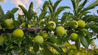 강원송이님의 자두 · 영농일지 작성글 사진