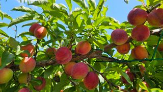 강원송이님의 자두 · 영농일지 작성글 사진