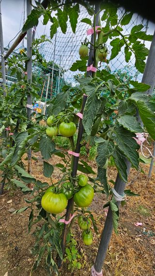 강원송이님의 자두 · 영농일지 작성글 사진