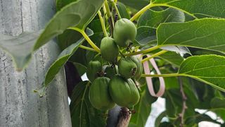 강원송이님의 자두 · 영농일지 작성글 사진