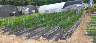 송암농부님의 고추 · 영농일지 작성글 사진