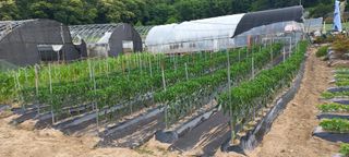 송암농부님의 고추 · 영농일지 작성글 사진